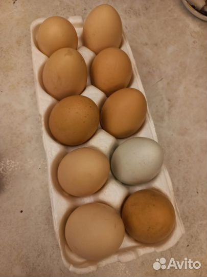 Домашние куриные яйца