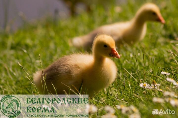 Комбикорм для уток