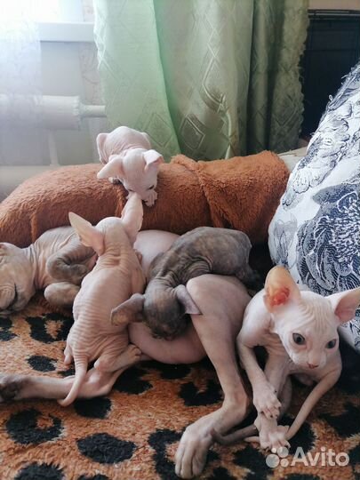 Донской сфинкс