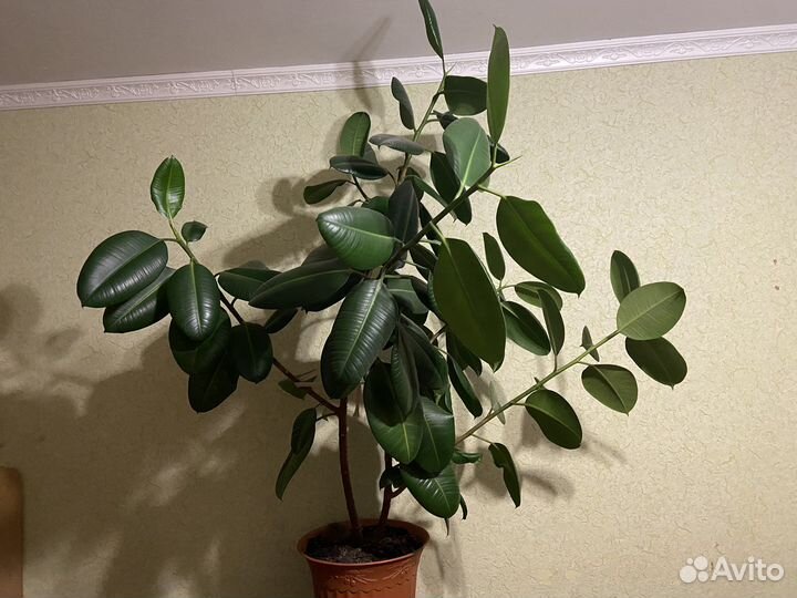 Фикус каучуконосный большой