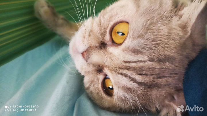 Кот ищет себе невесту