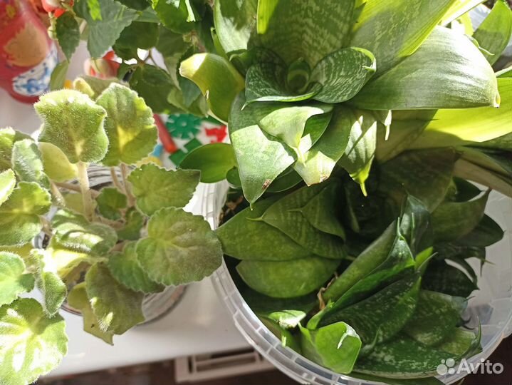 Сансевиерии