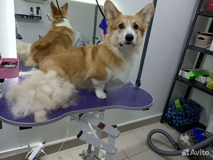 Услуги грумера/стрижка собак и кошек