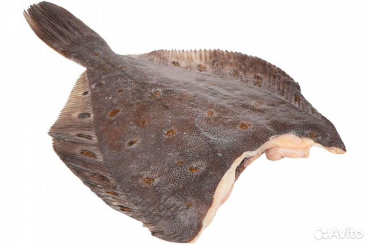 Камбала