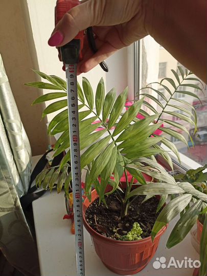 Пальма хамедорея