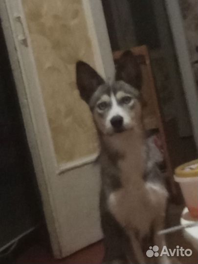 Сибирский хаски