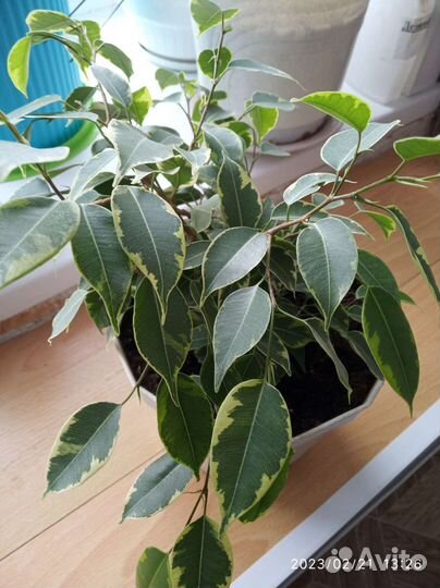 Фикус бенджамина пестролистный