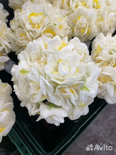 Цветы нарциссы