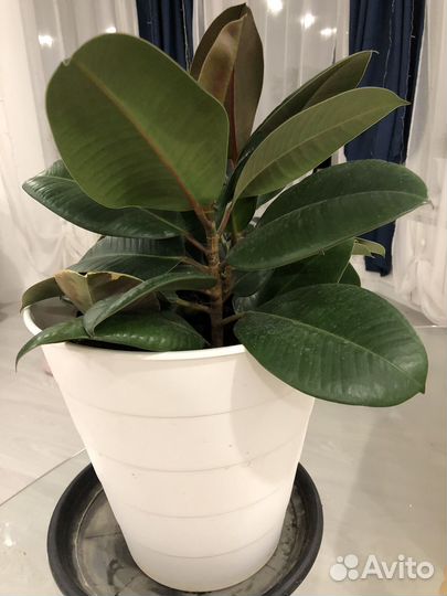 Фикус продаю