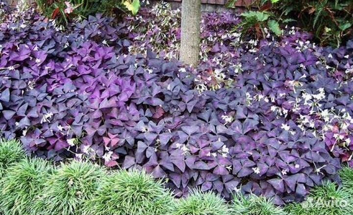 Кислица оксалис