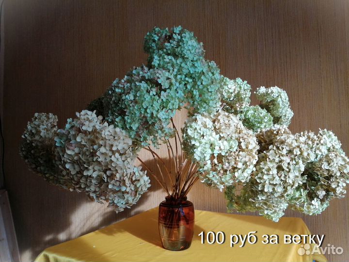 Гортензия сухоцвет, фикус Бенджамина