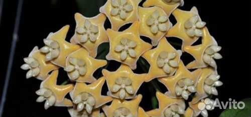 Редкие хойи Chewiorum (Очень редкая )