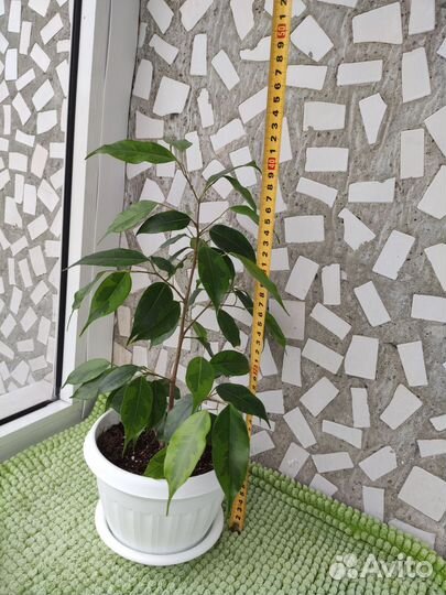 Фикус бенджамина пестролистный