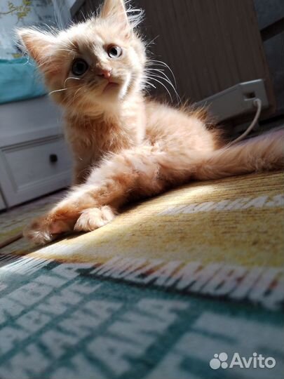 Отдам котенка в добрые руки