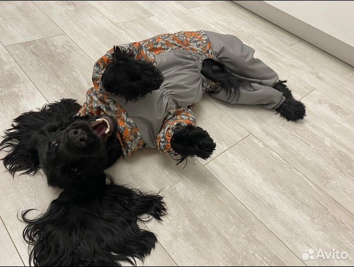 Комбинезон для собаки, снуд для собаки