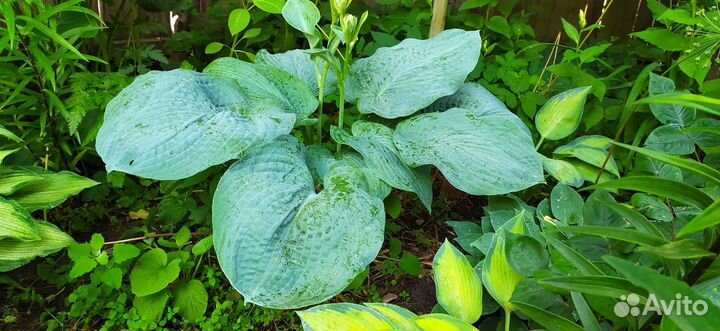 Хосты многолетние