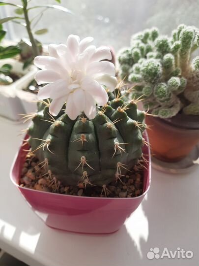 Кактусы и суккуленты