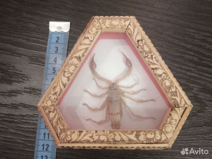 Скорпион Сувенир