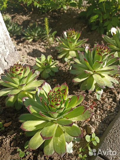 Молодило многолетнее растение