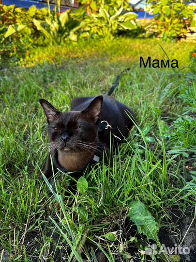 Котята европейской бурмы