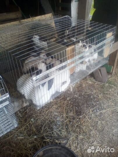 Калифорнийские кролики