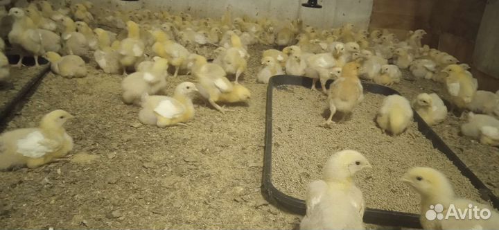 Подрощенный корнишон, цыплёнок Табака