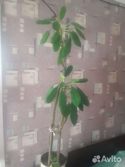 Комнатные цветы для дома или офиса