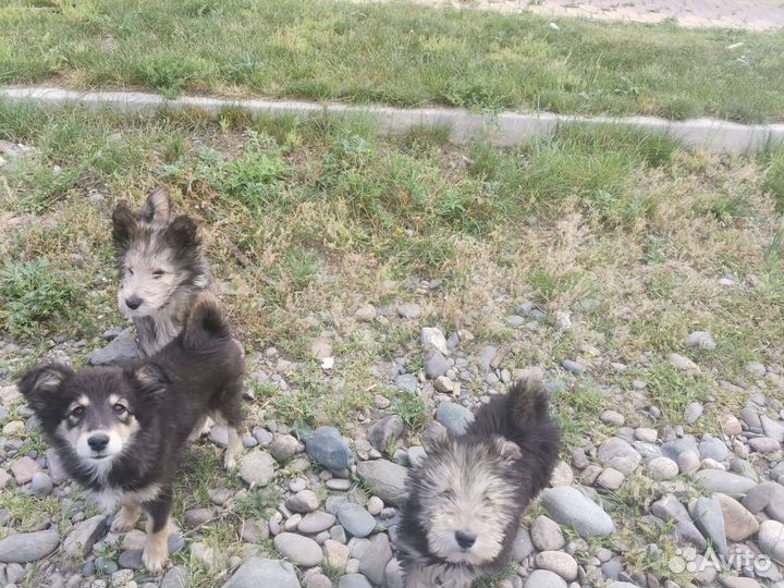Щенки бесплатно