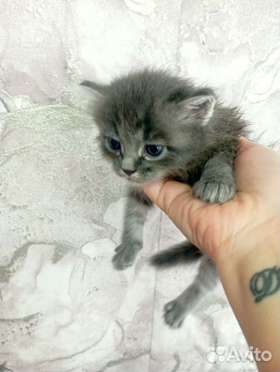 Тайская