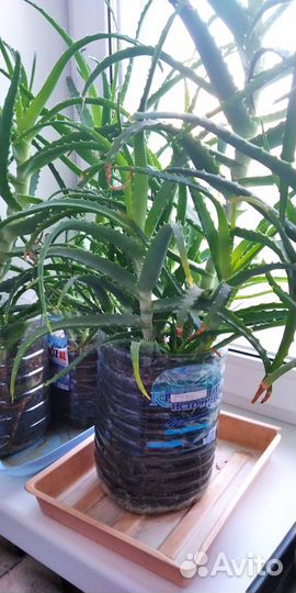 Алоэ (столетник) трёхлетнее