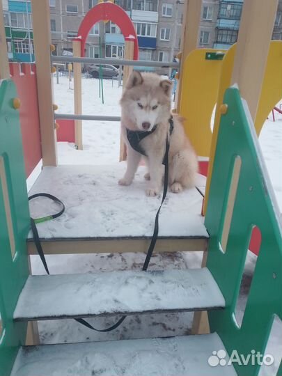 Хаски вязка