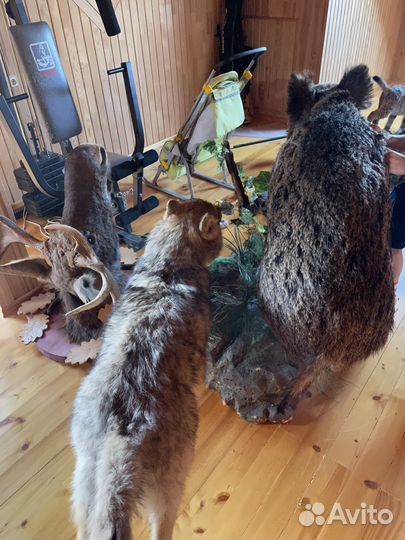 Чучело кабана и волка