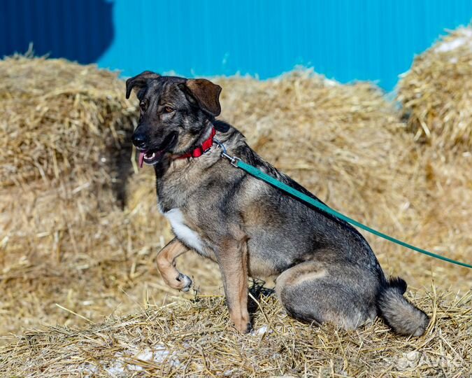 Собака Оливер