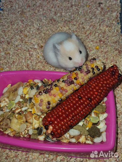 Сирийские хомячки разных окрасов, 3 недельки