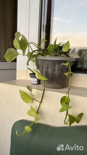 Сциндапсус неон