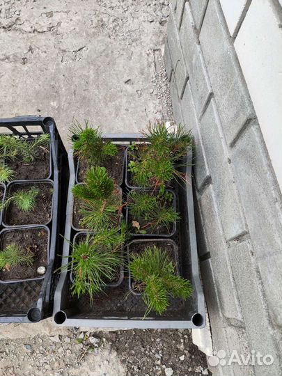 Сосна горная Мугус