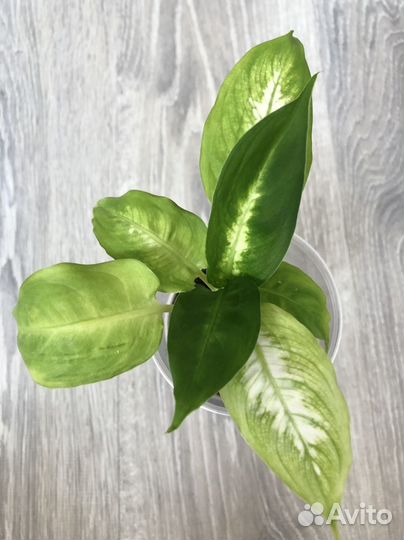 Диффенбахия Каммила