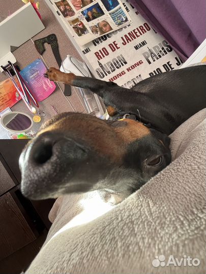 Цвергпинчер собака