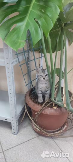 Отдам в добрые руки