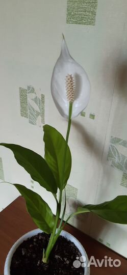 Спатифиллум цветущий