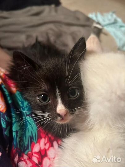 Котенок в добрые руки