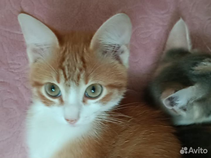 Отдам в добрые руки маленьких кошечек