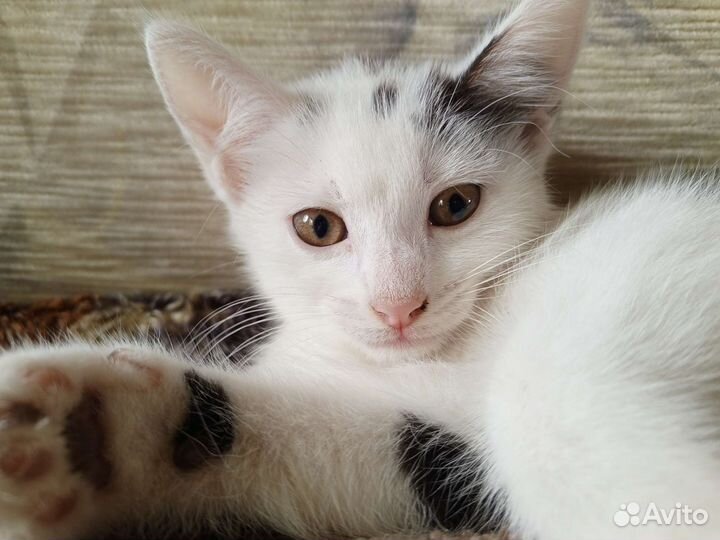 Котята в добрые руки бесплатно 2 месяца