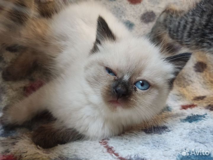 Котята в добрые руки