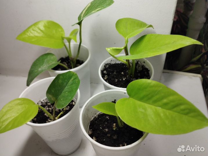 Эпипремнум/сциндапсус неон/голден потос