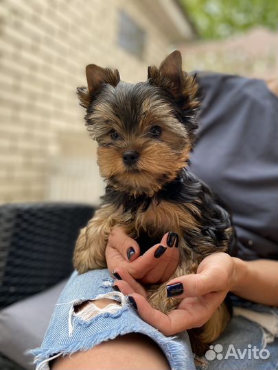Йоркширский терьер щенки