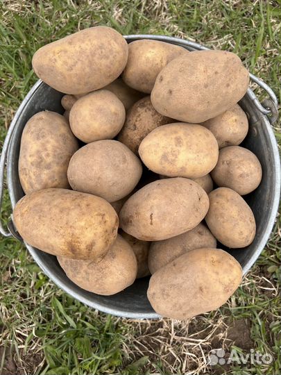 Картофель домашний