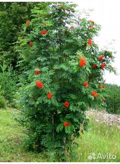 Рябина красная саженцы