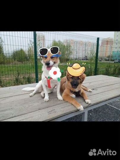 Щенок мальчик