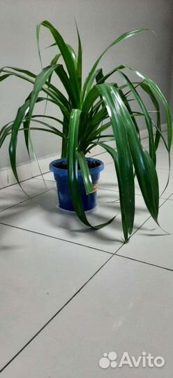 Пальма панданус